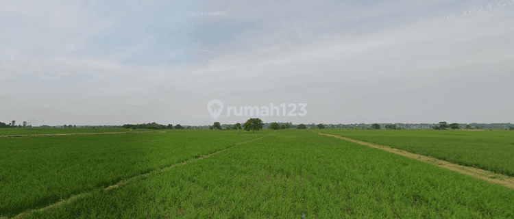 Tanah Sawah Produktif Murah Di Cibongo Gantar Indramayu 1