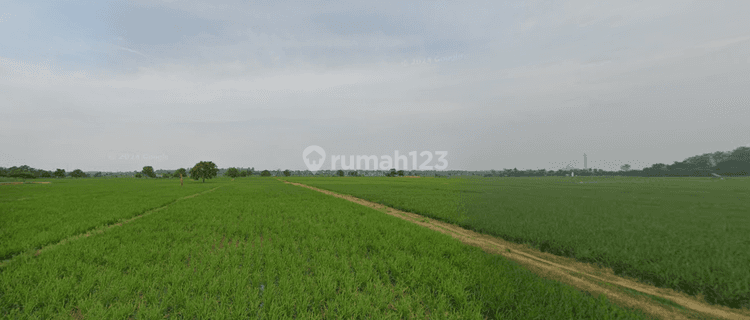 Tanah Sawah Produktif Harga Murah Di Palasah Gantar Indramayu 1