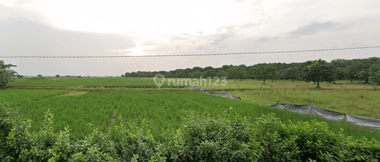 Tanah Sawah Produktif Harga Murah Di Palasah Gantar Indramayu 1