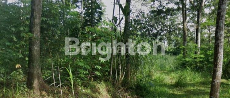 TANAH DATAR SIAP BANGUN AREA ARGOMULYO SALATIGA 1