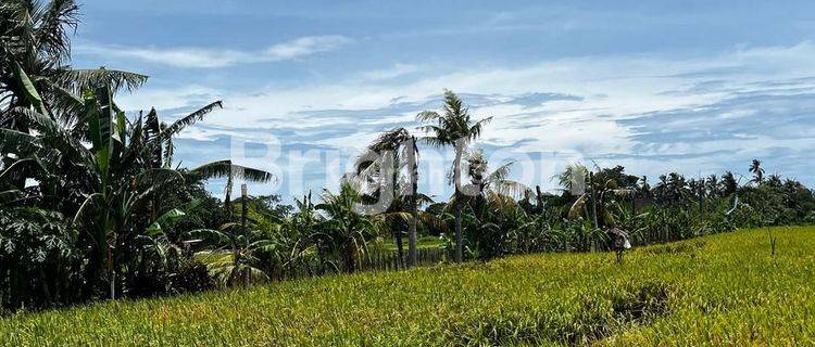 TANAH SAWAH PANTAI KELATING 1
