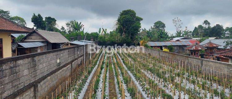 TANAH KEBUN MASIH PRODUKTIF DI KATUNG KINTAMANI 1