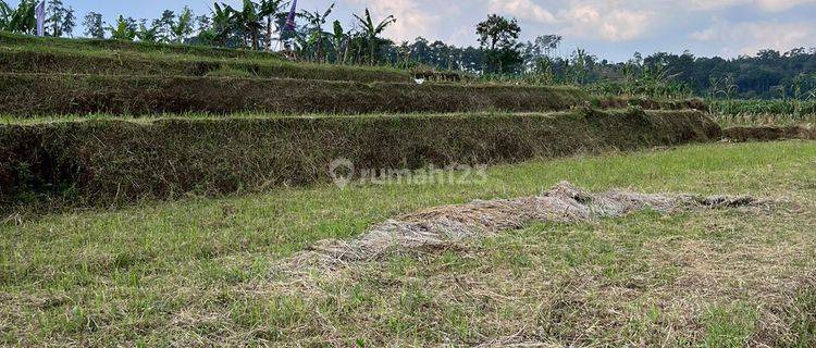 Di Jual Tanah Murah Cipanas Luas 10 Hektar 1