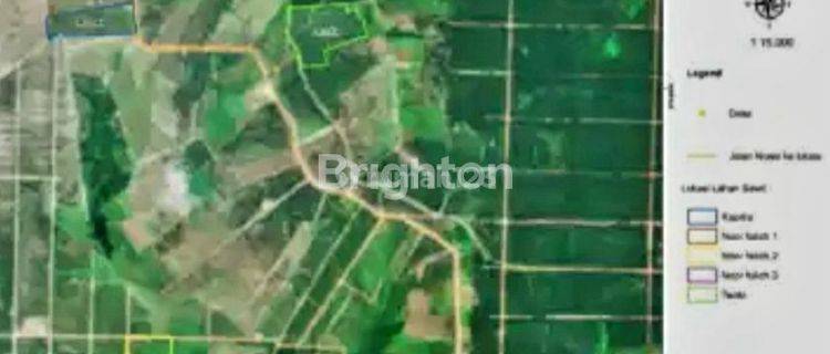 KEBUN SAWIT PRODUKTIF PANEN MELIMPAH DI WARINGIN TIMUR 1