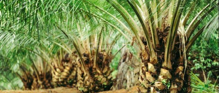 Kebun Sawit 47.8 Hektar Produktif Panen Melimpah Di Waringin Kalimantan Tengah 1