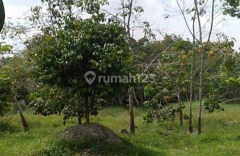 Dijual Murah Sekali Kebun Luas Lokasih Stabat 1