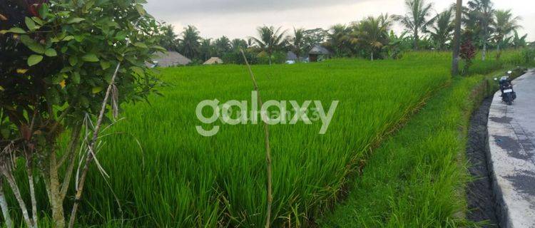 TANAH BANJAR NAGI PETULU TEGALLALANG GIANYAR, BALI 1