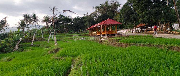 Dijual Tanah Sawah 1000 M² Shm View Indah Pegunungan Bogor 1