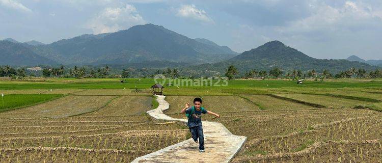 Dijual Kavling Sawah Harga 490 Jutaan 1000m² Di Bogor  1