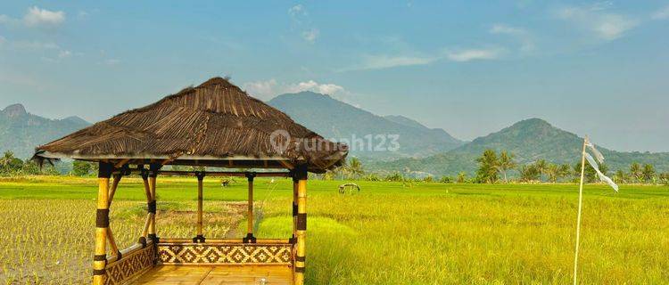 Dijual Sawah Aktif Di Bogor 1000 M² Hanya 490 Jutaan Sudah SHM  1