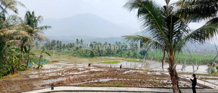 Tanah Kavling Sawah Dijual Murah 1000Meteran Cuma 390 Jutaan 1