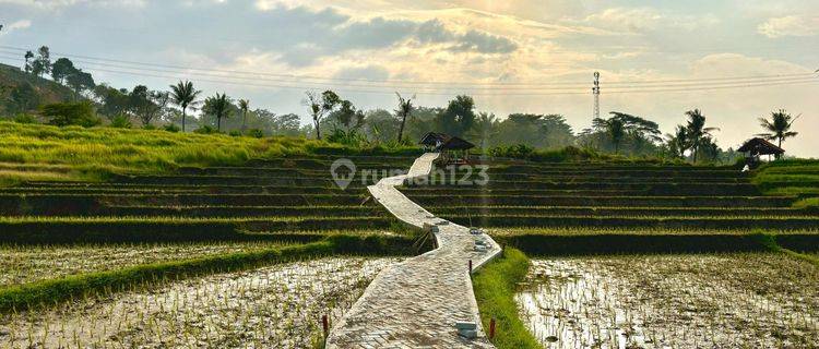 Jual Tanah Sawah 800 Meter View Gunung Harga 392 Jutaan SHM Bogor  1