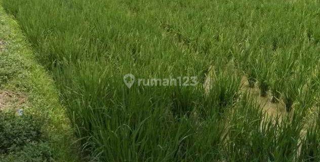 Dijual Sawah Produktif Murah Dibawah Njop 40rb m² Karawang 1