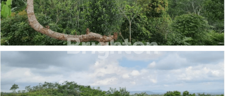 LAHAN PERKEMBUNAN GUNUNG BULEUD 1