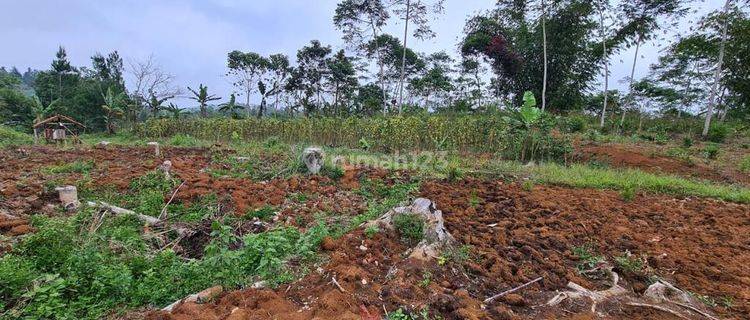 DIJUAL TANAH 1,8 HEKTAR DAERAH SUKABUMI BESERTA 3000 POHON PINUS 1