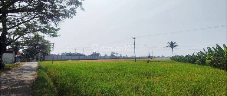 Tanah luas Cocok Untuk Perumahan Di Cianjur 1