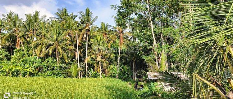 TANAH ZONA KUNING VIEW SAWAH SUNGAI KEREN HARGA MURAH 1