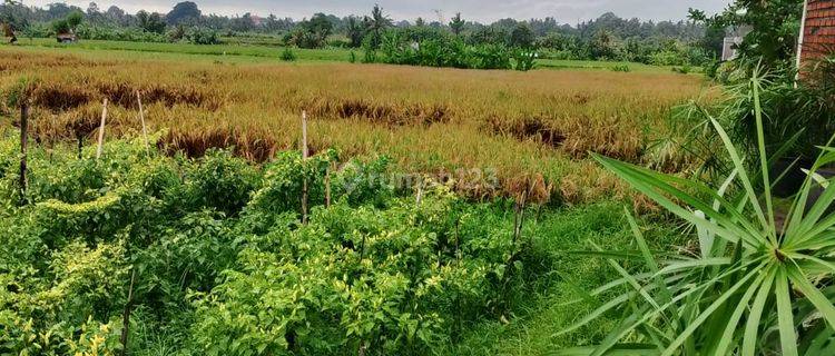 Tanah Murah Cocok Villa View Sawah Abadi  1