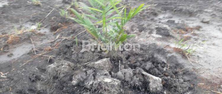 DI JUAL KEBUN SAWIT BARU TANAM BALAI RIAM SUKAMARA KALIMANTAN TENGAH 1