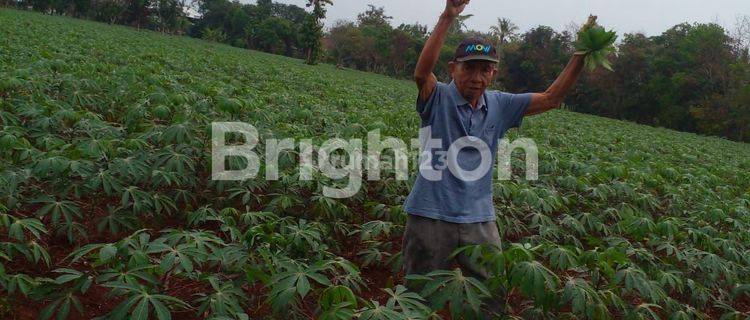 LAHAN DI PESAWARAN LAMPUNG SELATAN 1