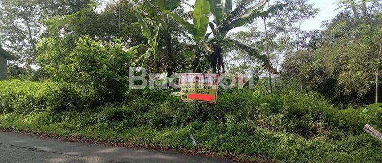 VIEW PEPOHONAN LAHAN KOSONG YANG TERLETAK DI JALAN PRAMUKA PUDAK PAYUNG BANYUMANIK KOTA SEMARANG 1