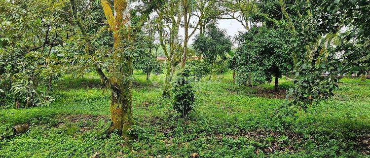 Di Jual Kebun Durian Sudah Berbuah Di Tamansari Bogor 1