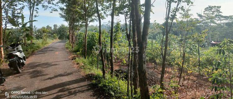 Tanah Murah Cocok Untuk Investasi Dan Berkebun di Banyumas 1