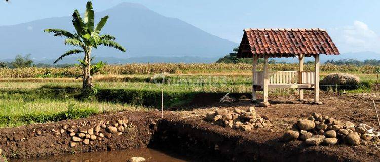 TANAH KOLAM MURAH TAMBAK SOGRA PURWOKERTO  1