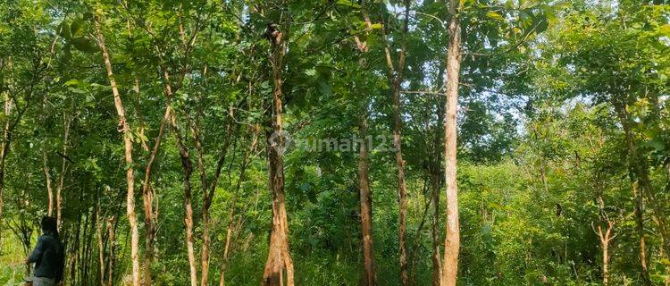 TANAH MURAH KEBUN ANGSANA WLAHAR KALIBAGOR  1