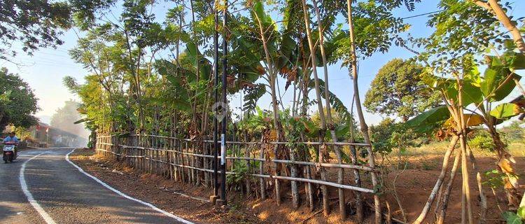 Tanah Pertanian Produktif Dawe Kudus Bisa Masuk Truk 1