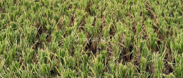 Dijual Lahan Tanah Di Blitar Nol Jalan Raya Propinsi  1