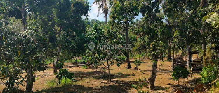  Tanah Datar Kebun Mangga Dan Durian Murah Meriah Cocok Invest 1