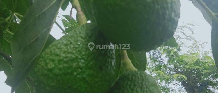 Tanah 1 Hektar Shm Full Pohon Alpukat Di Gitgit Buleleng Bali 1