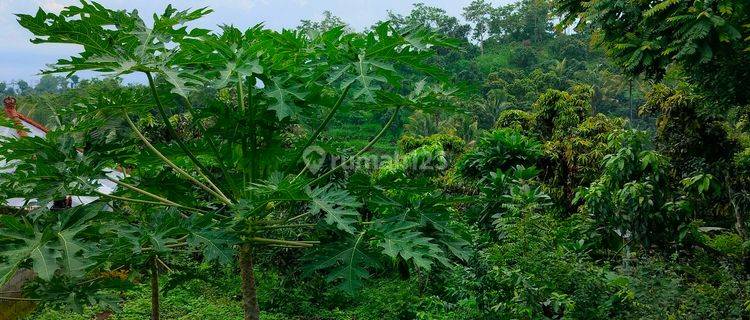 Tanah view laut dan bukit di desa depeha 1