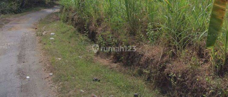 3.97 Ha Flat Land Ready to Build Near Singaraja-Tejakula Road  1