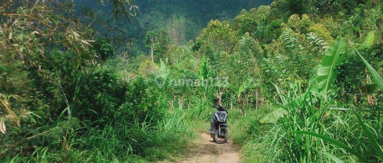 Ocean View 3.5 Hectares of Clove and Coffee Plantation in Buleleng 1