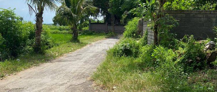 Hanya 50 Meter Ke Pantai! 10,5 Are Shm Di Sangsit Buleleng Bali  1