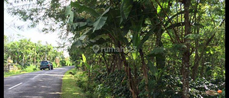 Cheap land with a view of Mount Batur suitable for investment  1