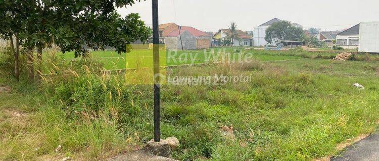 Tanah Luas Harga Murah Lokasi Kota B. Lampung 1