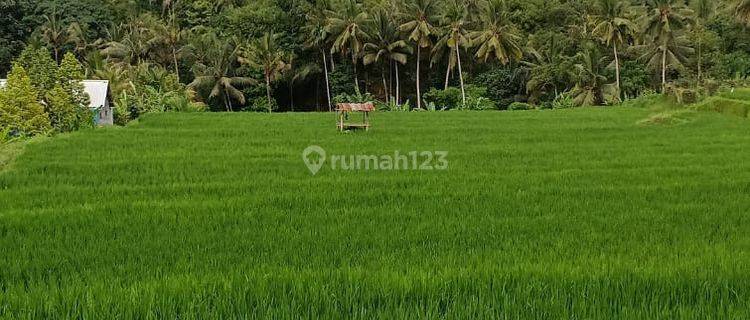 Sawah Produktif Di Desa Subuk, Buleleng 1