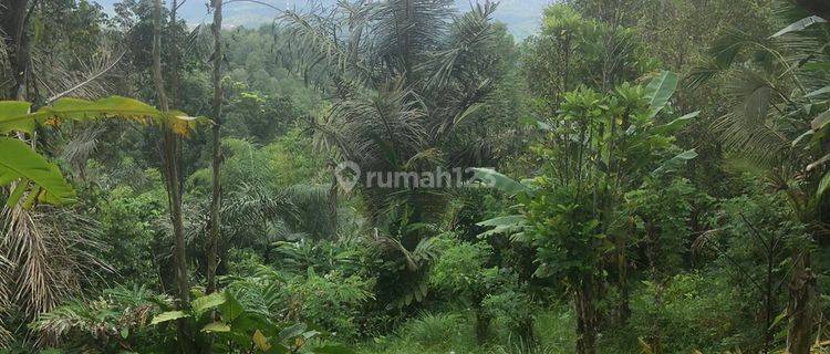 Tanah 2,8 hectare SHM Ada Kebun Cengkeh Aktif View Pegunungan  1