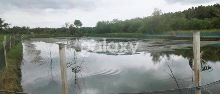 JUAL TANAH TAMBAK 4,5 HA TANAH MERAH SUMENEP MADURA 1