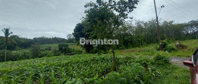 TANAH PERKEBUNAN LOKASI KARANGANYAR ARAH MOJOGEDANG 1