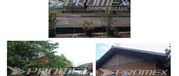 Rumah Sudah Renovasi di Ntt, Flores Timur 1