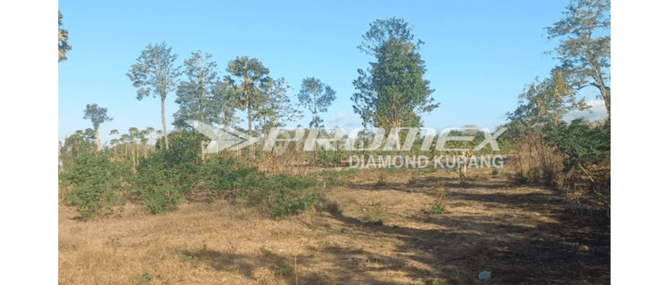 Dijual Tanah Luas di Manusak, Kabupaten Kupang Ntt 1