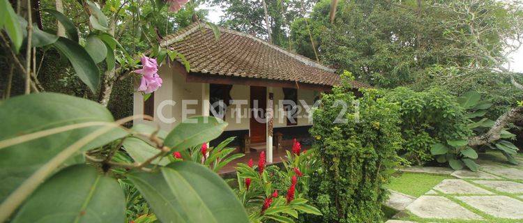 Rumah Villa Dengan Kolam Renang Di Jogja Bagian Utara Lokasi Asri 1