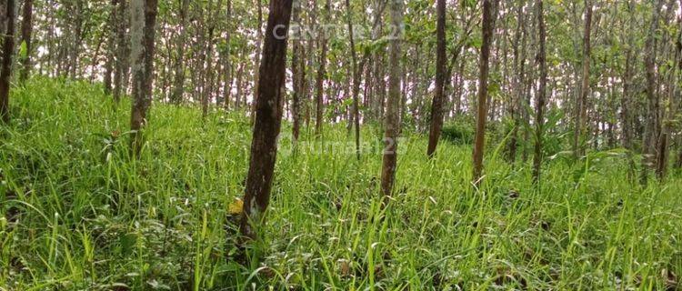 Tanah Datar Bojong Berikut 2000 Pohon Jati 1