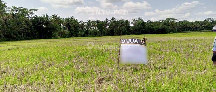 Tanah Sawah Produktif Pagelaran Pandeglang  1