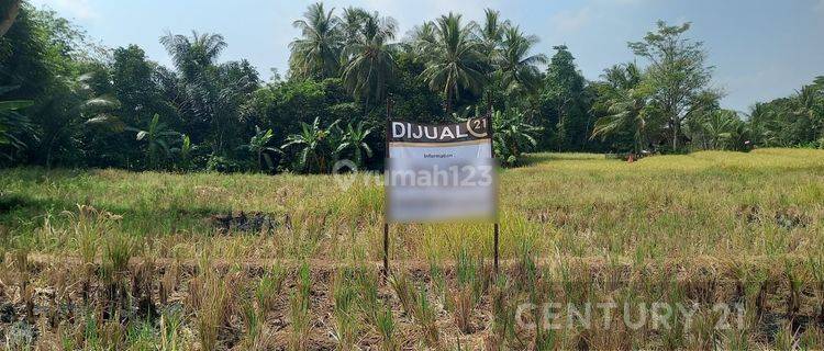 Tanah Sawah Produktif Warung Gunung Lebak 1