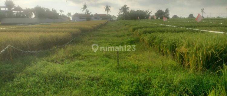PASTI CLOSING DI SEWAKAN TANAH LOKASI NYANYI BERABAN TABANAN 1